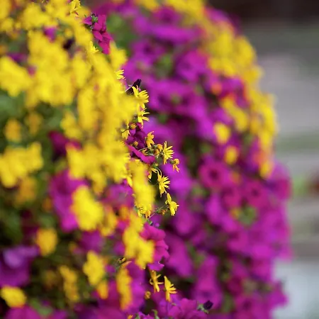 In Near Pillerseetal Area דירה